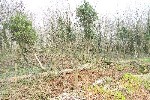 Woodland