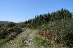 Forestry.